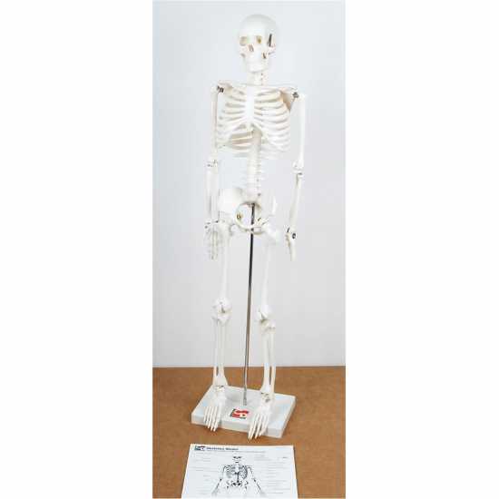 Half-Scale Skeleton 85Cm  Бижутерия