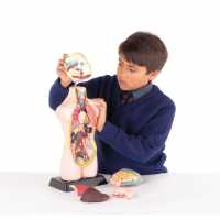 Outdoor Equipment Sports Directory Half-Scale Anatomical Torso  Подаръци и играчки