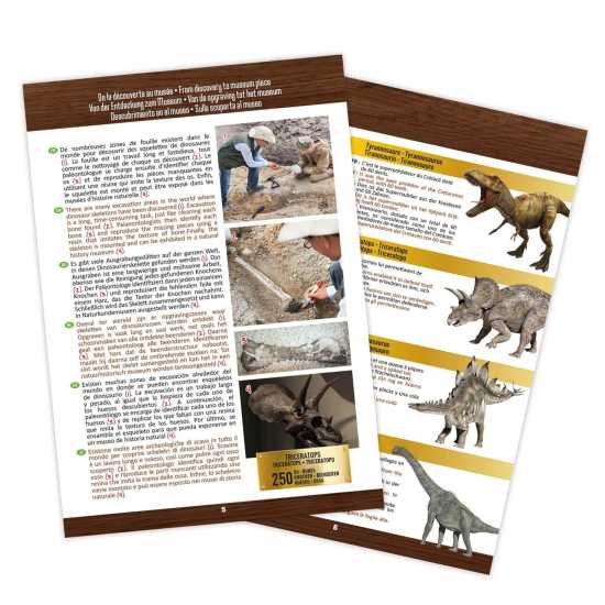 Buki France Buki Triceratops Museum Skull  