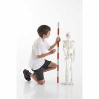 Sports Directory Half-Scale Skeleton 85Cm  Подаръци и играчки