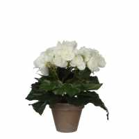 Mica Begonia In Pot Stan Grey White Градина