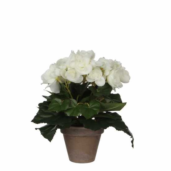Градина Mica Begonia In Pot Stan Grey White Mica Begonia In Pot Stan Grey White Градина