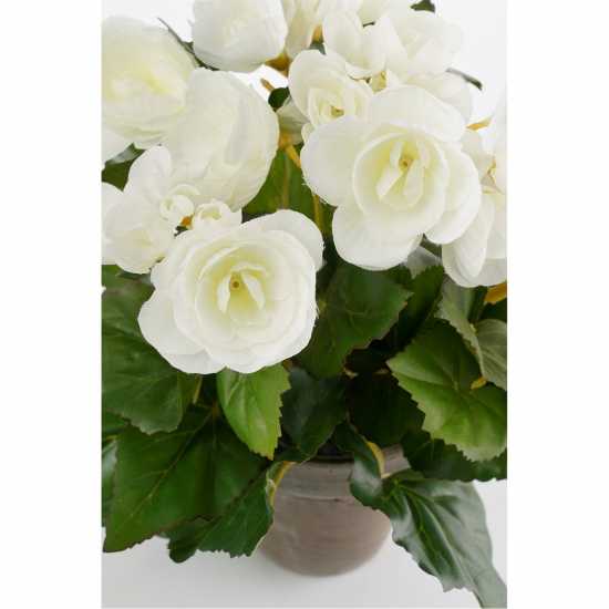 Градина Mica Begonia In Pot Stan Grey White Mica Begonia In Pot Stan Grey White Градина