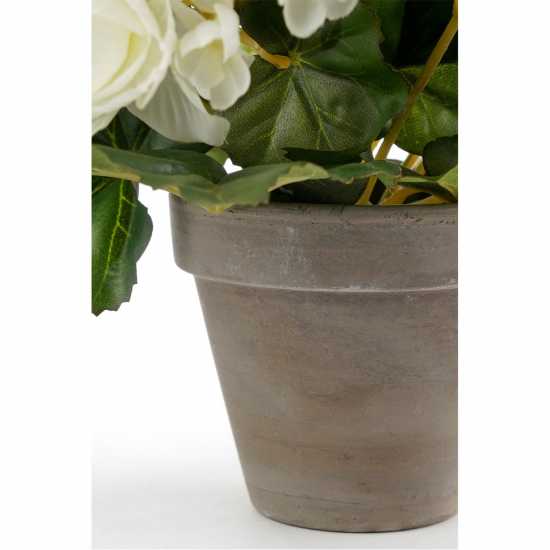 Градина Mica Begonia In Pot Stan Grey White Mica Begonia In Pot Stan Grey White Градина