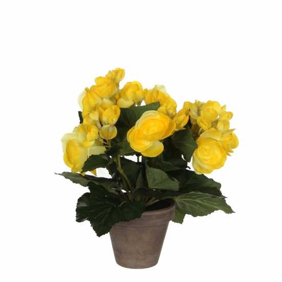 Градина Mica Begonia In Pot Stan Grey Yellow Mica Begonia In Pot Stan Grey Yellow Градина