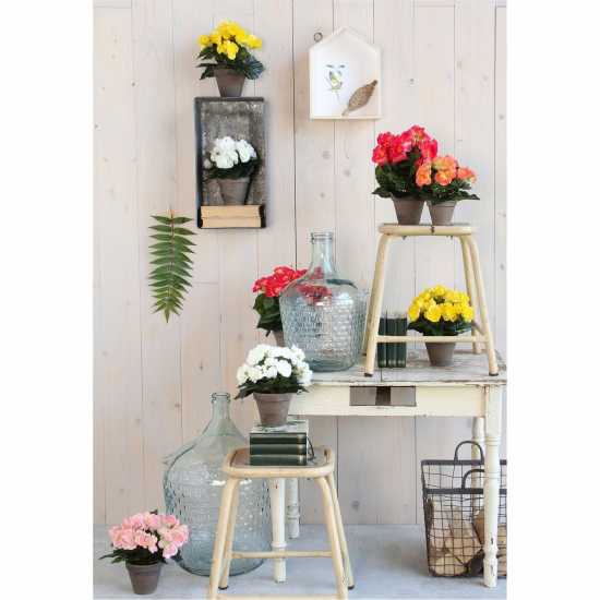 Градина Mica Begonia In Pot Stan Grey Yellow Mica Begonia In Pot Stan Grey Yellow Градина