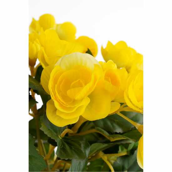 Градина Mica Begonia In Pot Stan Grey Yellow Mica Begonia In Pot Stan Grey Yellow Градина