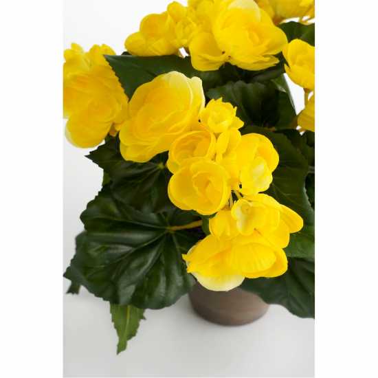 Градина Mica Begonia In Pot Stan Grey Yellow Mica Begonia In Pot Stan Grey Yellow Градина