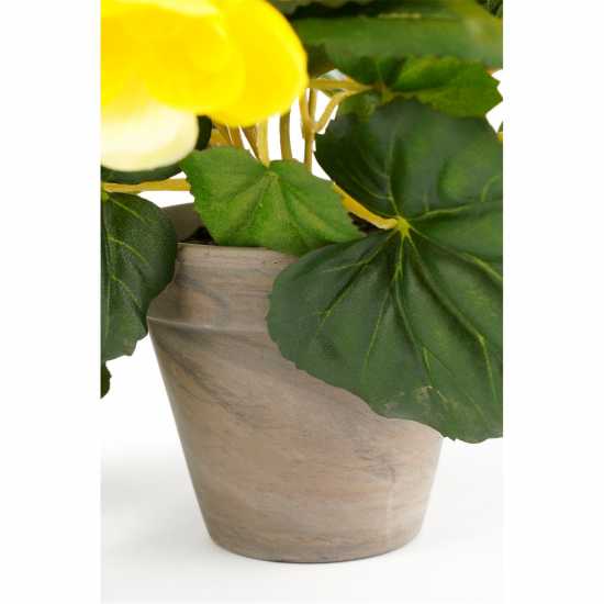 Градина Mica Begonia In Pot Stan Grey Yellow Mica Begonia In Pot Stan Grey Yellow Градина