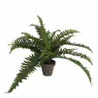 Mica Boston Fern Green In Pot Stan Grey  Градина