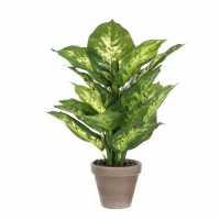Mica Dieffenbachia Green In Pot Stan Grey  Градина