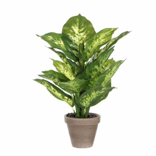 Mica Dieffenbachia Green In Pot Stan Grey  Градина