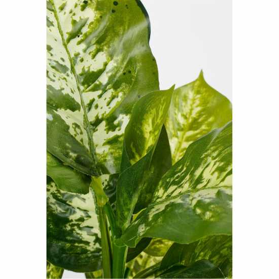 Mica Dieffenbachia Green In Pot Stan Grey  Градина