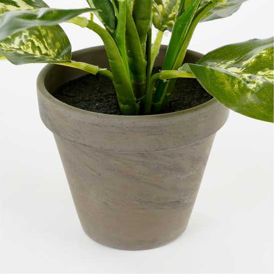 Mica Dieffenbachia Green In Pot Stan Grey  Градина