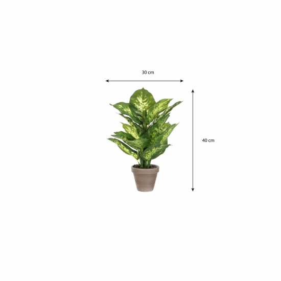 Mica Dieffenbachia Green In Pot Stan Grey  Градина