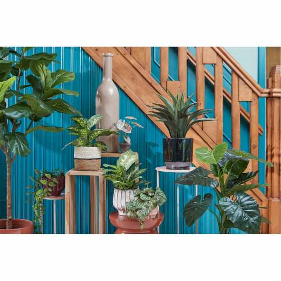 Mica Dieffenbachia Green In Pot Stan Grey  Градина