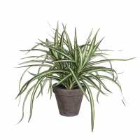 Mica Dracaena White In Pot Stan Grey  Градина