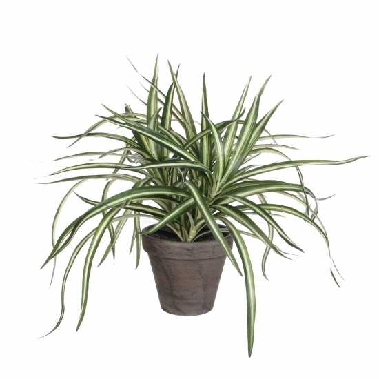 Mica Dracaena White In Pot Stan Grey  Градина