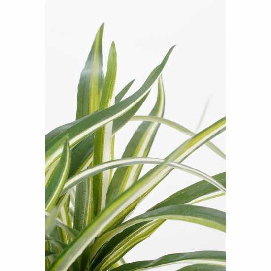 Mica Dracaena White In Pot Stan Grey  Градина