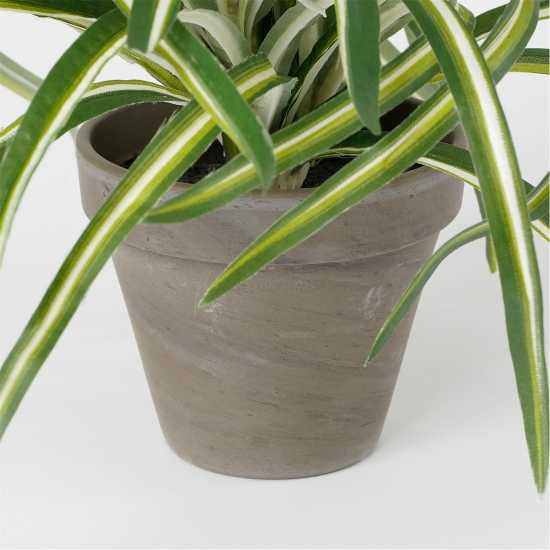 Mica Dracaena White In Pot Stan Grey  Градина