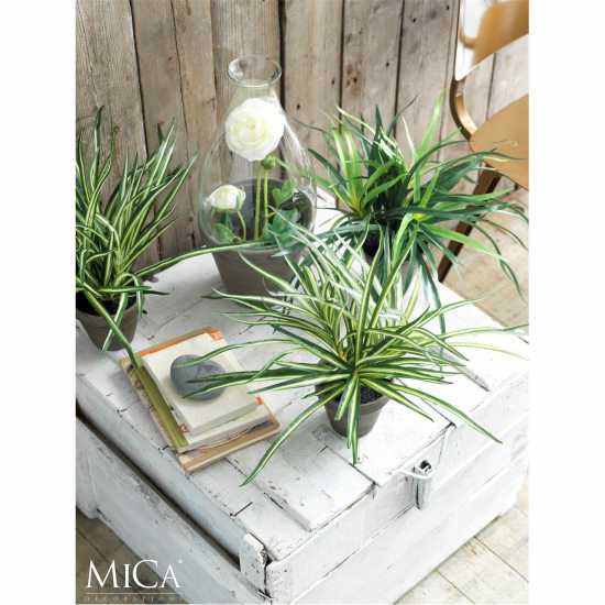 Mica Dracaena White In Pot Stan Grey  Градина