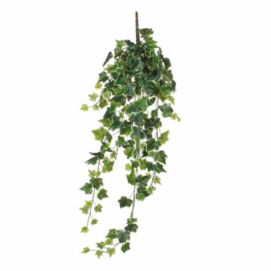 Градина Mica Ivy Hanging Green Variegated Mica Ivy Hanging Green Variegated Градина