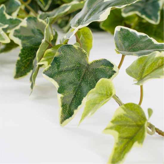 Градина Mica Ivy Hanging Green Variegated Mica Ivy Hanging Green Variegated Градина