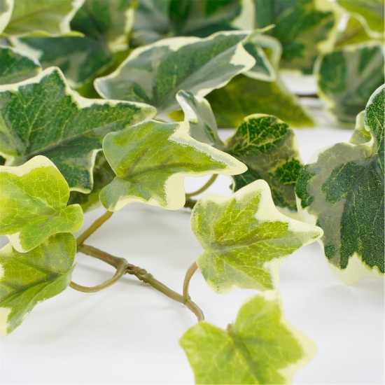 Градина Mica Ivy Hanging Green Variegated Mica Ivy Hanging Green Variegated Градина