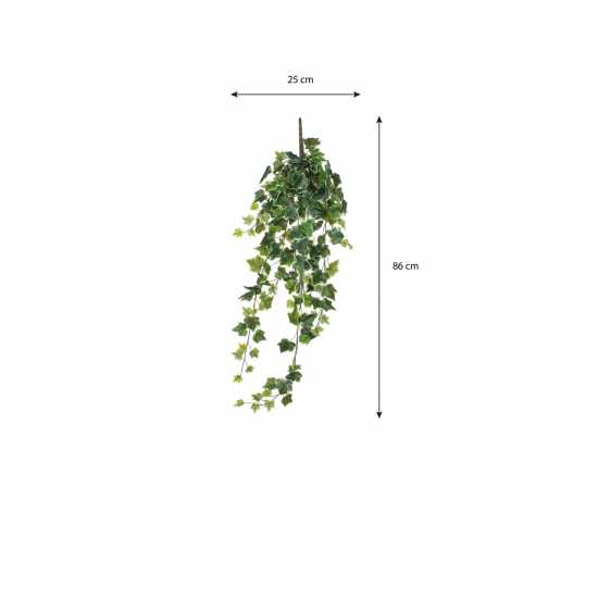Градина Mica Ivy Hanging Green Variegated Mica Ivy Hanging Green Variegated Градина