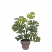 Mica Monstera Green In Pot Stan Grey  Градина