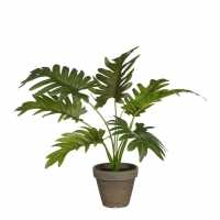 Mica Philodendron Green In Pot Stan Grey  Градина
