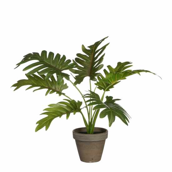 Mica Philodendron Green In Pot Stan Grey  Градина