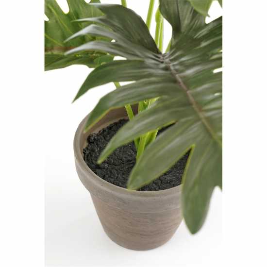 Mica Philodendron Green In Pot Stan Grey  Градина