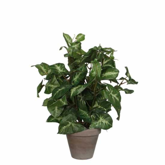 Mica Syngonium Green In Pot Stan Grey  Градина