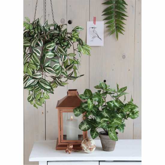 Mica Syngonium Green In Pot Stan Grey  Градина