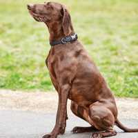 Weatherbeeta Elegance Dog Collar