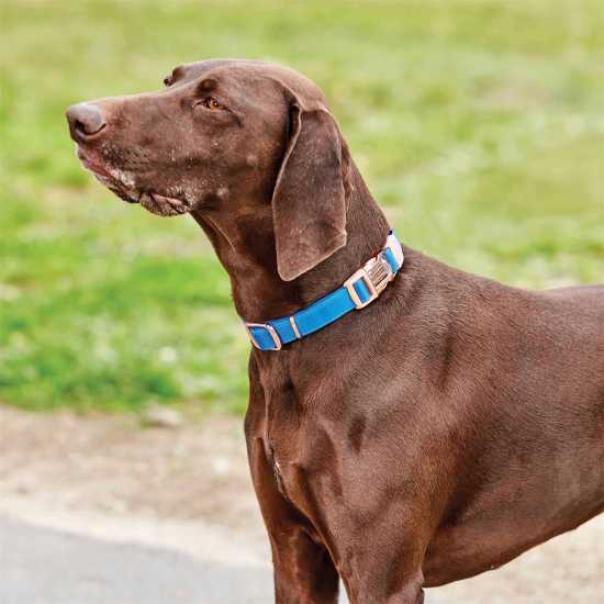 Weatherbeeta Dog Collar Синьо 